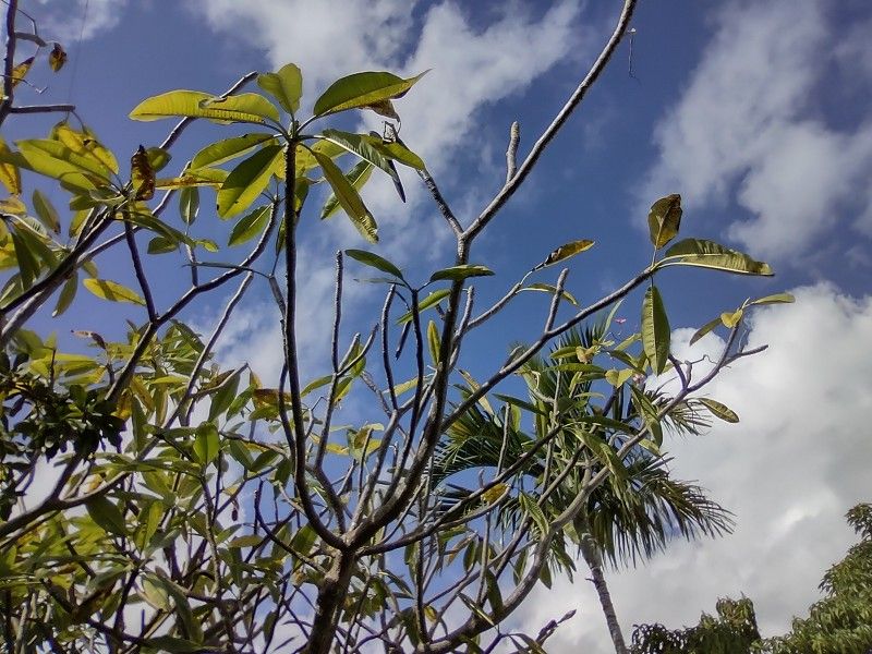 Five Foot Plumeria Cuttings