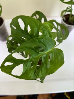 Monstera Adonsoniia