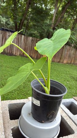 Elephant ear