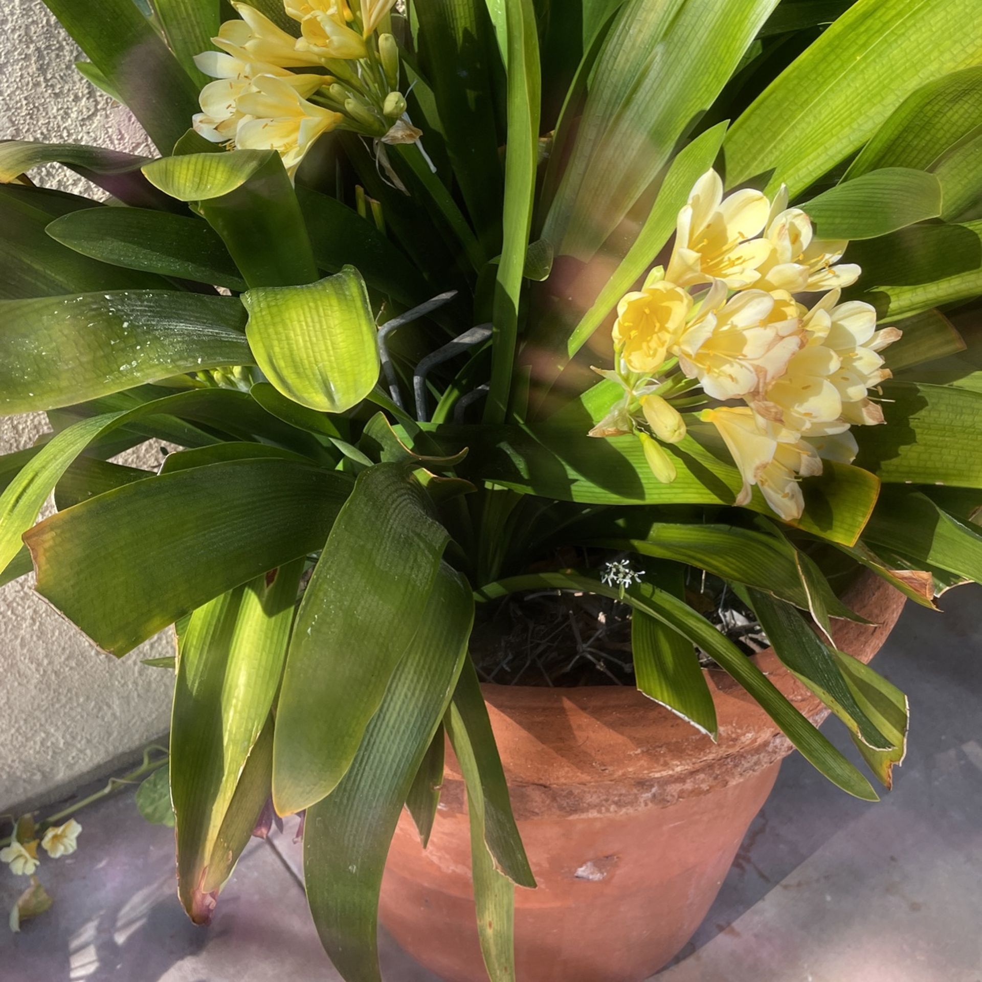 Plants (yellow Clivias)