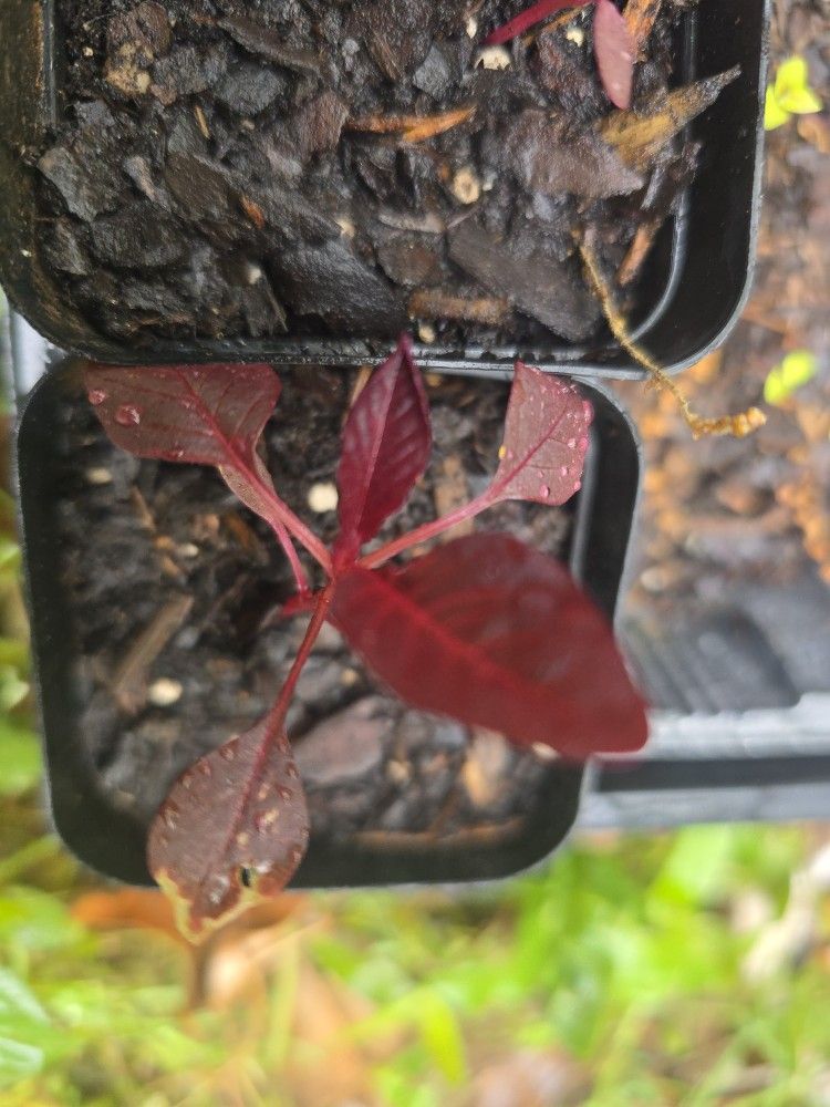 Red Garnet Callaloo Amaranth Starter