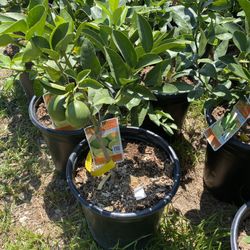 Fruit Trees  