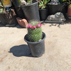 Cactus 