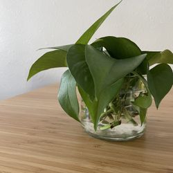 🌿 Variegated Pothos Cutting in Water – $5 🌿