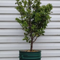 Japanese Euonymus Shrub 