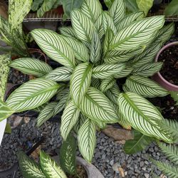 Calathea Vittata large plant