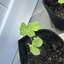 ashitaba (angelica keiskei). A Plant That Heals You!