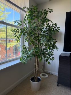 IKEA Artificial Ficus Tree with White Planter – 6–7 ft