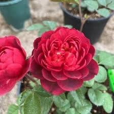 Rare European, Japan rose plants , Juicy Terrazza