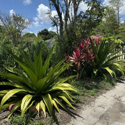 False Agave / Furcraea foetida