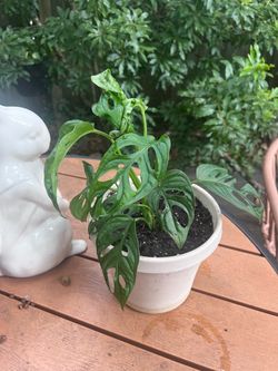 Monstera Andasonii - Monkey Mask Plant
