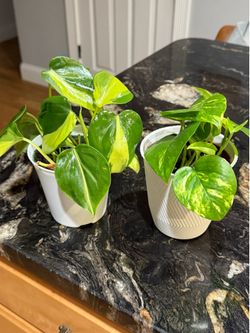2 plant philodendron Brazil and golden pothos bot for $10