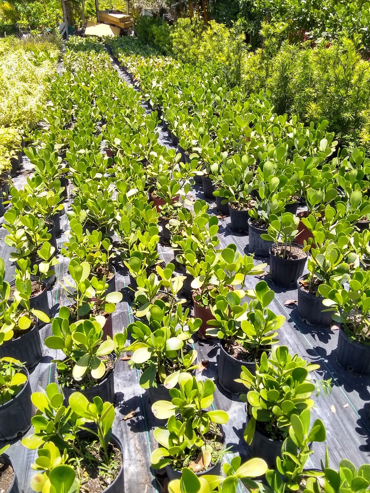 Clusia tree organic dirt