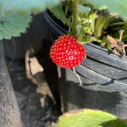 Strawberry Plants- Olallieberry Plants- Blueberry Plants- Raspberry Plants- Grape Vines- Currant Berry Plants- 