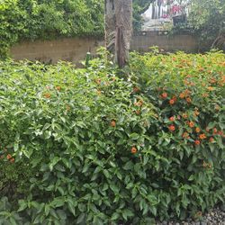 FREE Mature Lantana & Lion Tail Bushes (YOU DIG OUT)