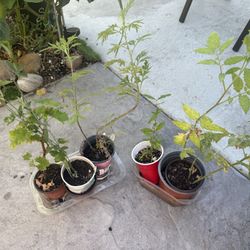 6plants（番茄，葡萄，百香果，番石榴，艾草）