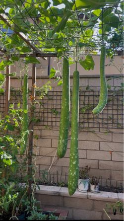 Vietnamese  Long gourd seed ( bầu sao)