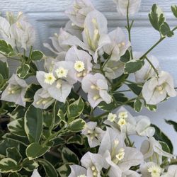 Bougainvillea, Camellina , Veranera Variegated Leaves Plant , In 5 Gallóns Pot Pick Up Only