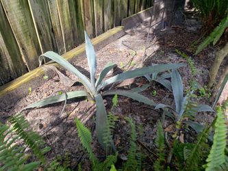 3 Agave plants