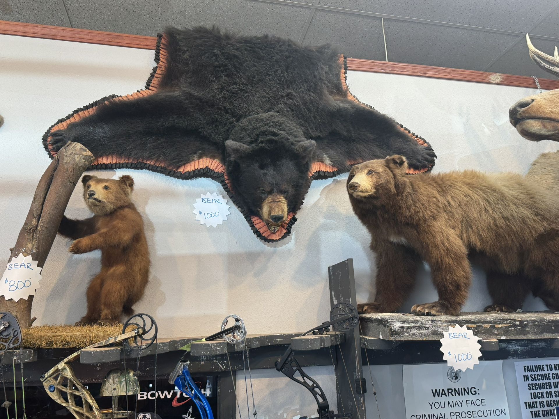 3 Bear Mounts Taxidermy