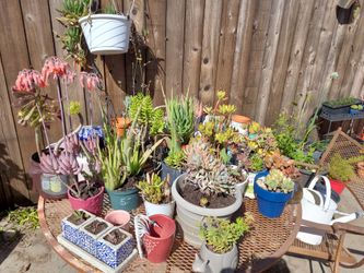 Succulents