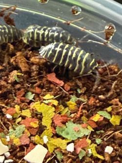 Yellow Zebra Isopod 10ct