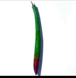 40 Red Mangrove seeds Saltwater Aquarium Plants Rhizophora Mangle fishtank Mangroves Seed salt water fish tank