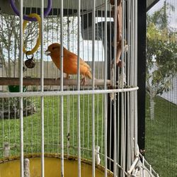 Bird Cage 