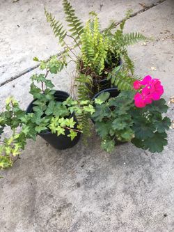 trio: ivy fern geranium in 1 gall