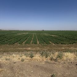 Hay For Sale 