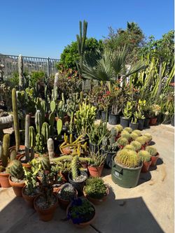 Wide variety of cactus and succulents plants