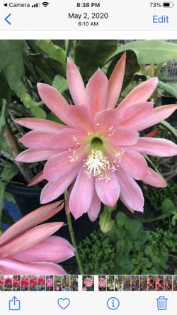 Epiphyllum Flirtation 
