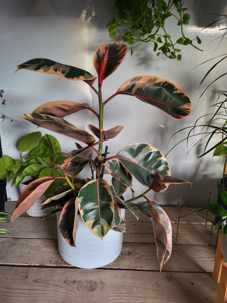 Ruby Rubber Plant 8" Nursery Pot $20 Each