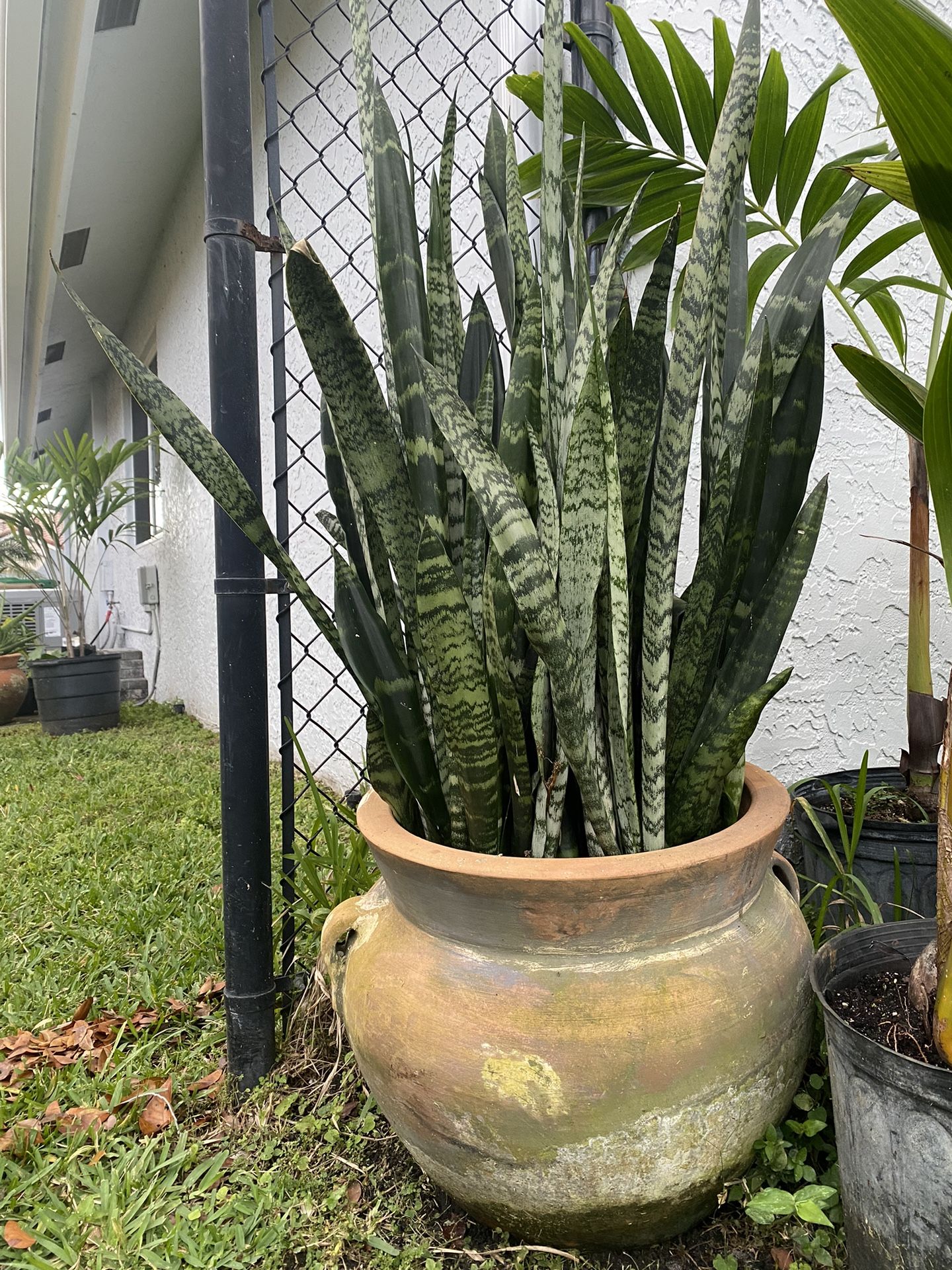 Large Terra Cotta Pot With Black Coral Snake Plants