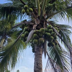 Young coconuts for sale picture taken today. First, come first, serve one dollar each