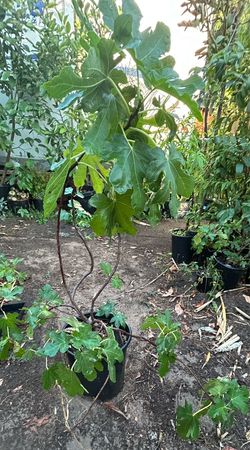 Fig Trees,/ Arbol Higos