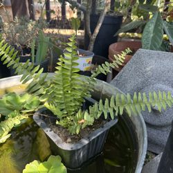 Fern