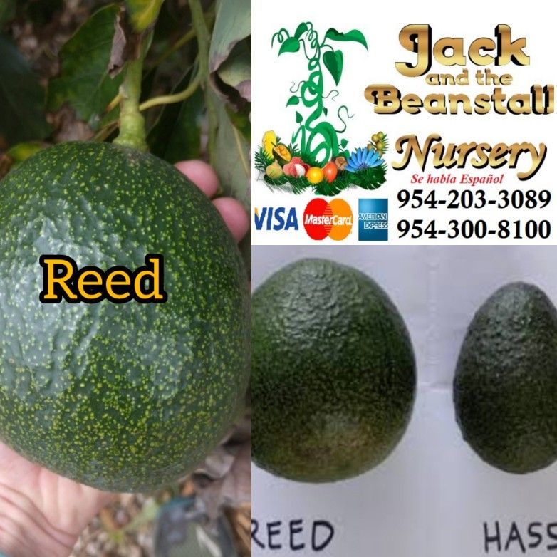 Reed Avocado Creamiest Variety Grafted Trees 3gal Arboles De Aguacate Injertados Reed