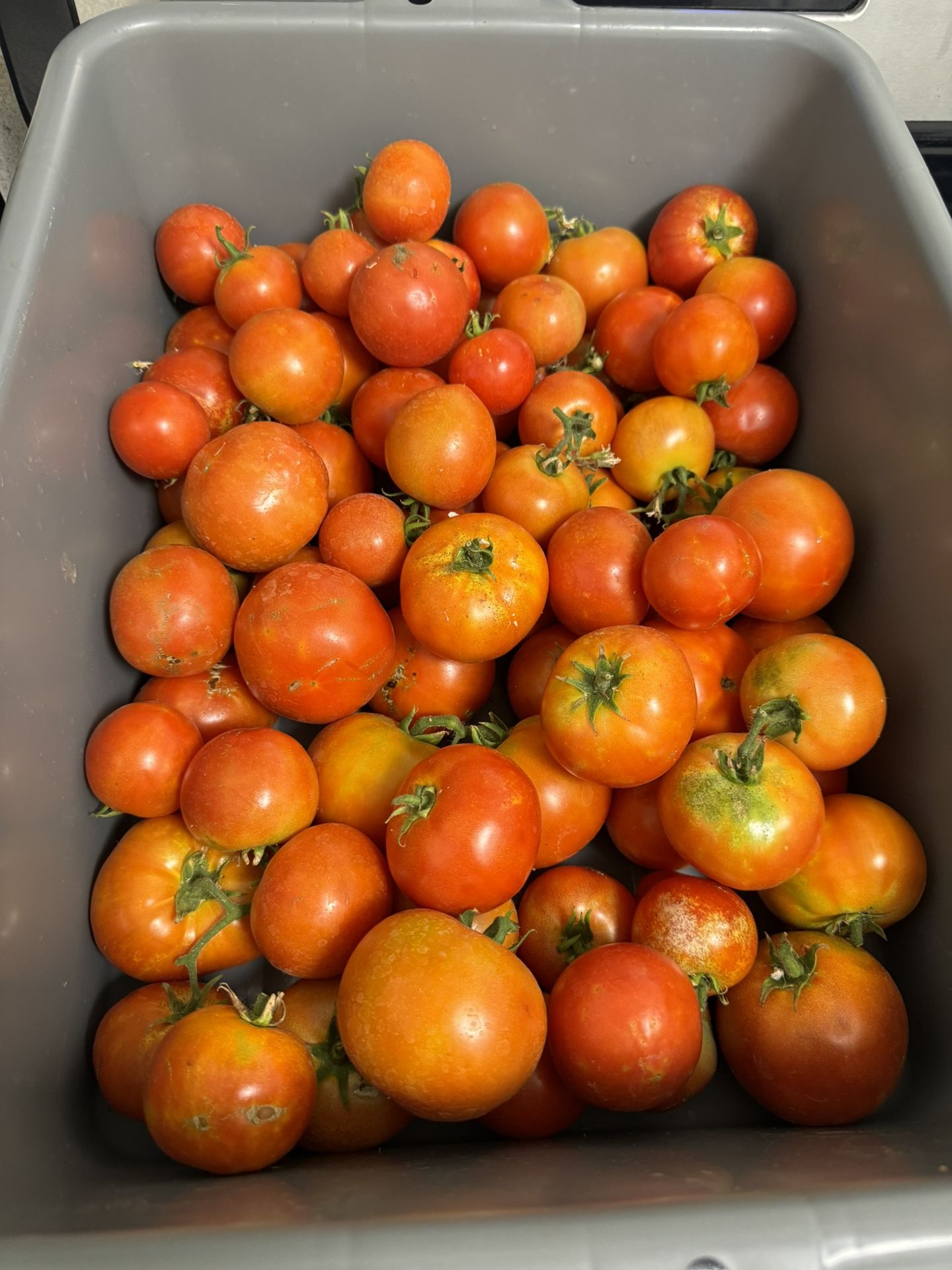 Fresh Produce/ Gardening