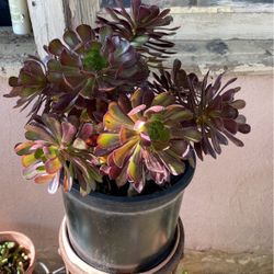 Purple Succulent