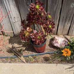 Black Rose Succulent 
