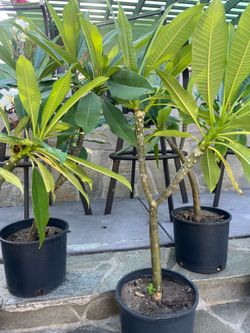 Plumerias