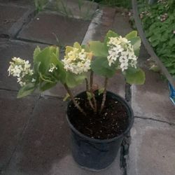 White And Yellow Flower From Kalanchoe Plant In 1 Gallon Pot
