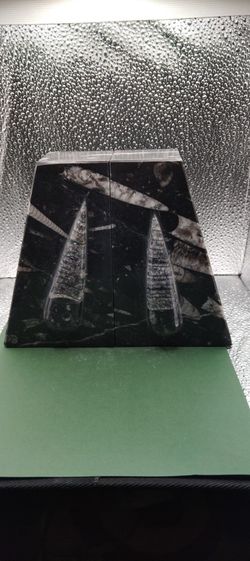 Big Bookend Orthoceras 