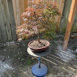 Bonsai Japanese Maple