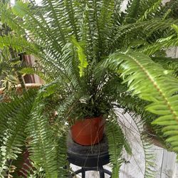 Gigantic Boston Fern Plant