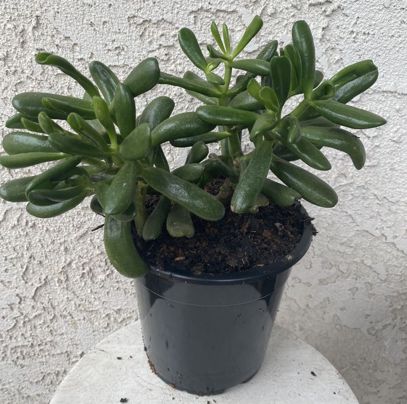 1.5 Gallon Pot Succulent Plant - Crassula Ovata - Gollum ET's Fingers Jade - Rooted & Stablished - Drought Resistant 🪴