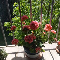 Pich Color Geranium In Big Plastic Pot