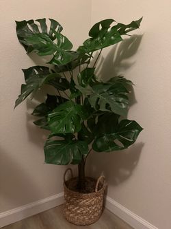 Foax Monstera 4 ft plant