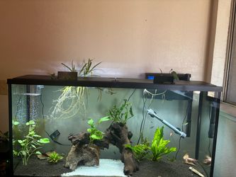 Plants
